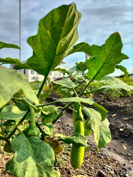 stock image Green eggplant plant growing in garden. Eggplant vegetables harvest.