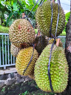 Durian meyvelerinin seçici odak noktası. Olgun sarı egzotik çiğ, çiğ, sağlıklı meyve ve yemeye hazır dikenler..