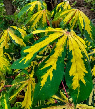 Seçici odaklanma. Renkli sarı ve yeşil yapraklar bahçeye serpilmiş..