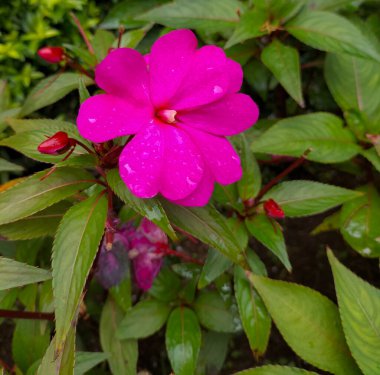 Impatiens walleriana çiçekleri, Balsaminaceae familyasından bir bitki türüdür. Güzel çiçekler. Seçici odak.