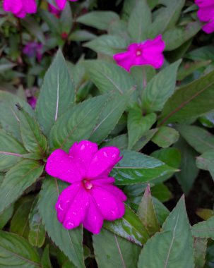 Impatiens walleriana çiçekleri, Balsaminaceae familyasından bir bitki türüdür. Güzel çiçekler. Seçici odak.