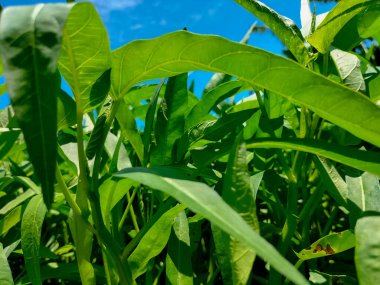 Seçici odaklanma. Kangkung, sebze türüne ait bir bitkidir ve yiyecek olarak yetiştirilir. Kangkung birçok pazarda satılır..