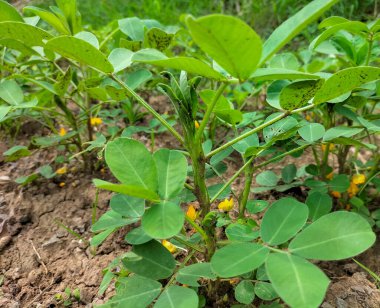 Fıstık bitkileri bir tarlada çiçek açarken yakın plan çekimlerde. Fıstık ağacı. Seçici odak. 