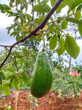 Seçici odaklanma. Avokado ağacı ve avokado meyvesi meyve bahçesinde yetişir. Gökyüzü arkaplanı.