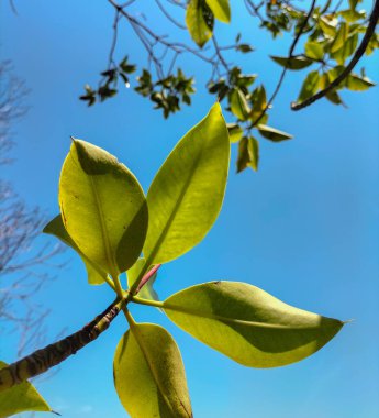 Mangrove ağaçları. Yeşil ağaçların alçak açılı görüntüsü. Mavi gökyüzü arka planında Mangrove dalı.