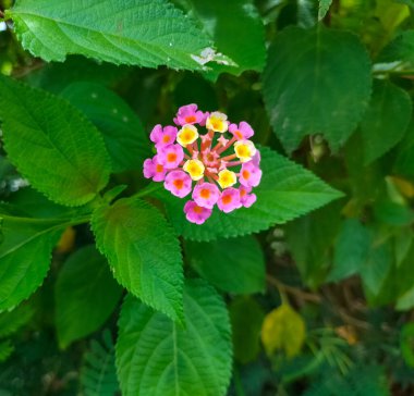 Pembe Lantana çiçeklerinin güzel manzarası Phakakrong çiçeği yeşil güzel ve taze arka planda küçük bir bahar.