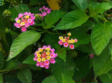 Beautiful view of Pink Lantana flowers Phakakrong blossom small spring on green beautiful and fresh background. clipart
