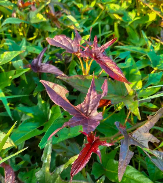 Yeşil patates yaprakları ya da Ipomoea yarasaları, üst manzara. Seçici odak.
