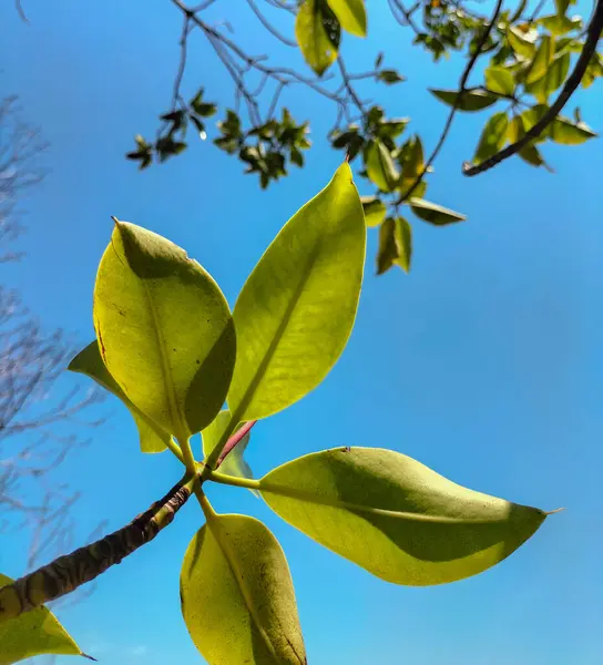 Mangrove ağaçları. Yeşil ağaçların alçak açılı görüntüsü. Mavi gökyüzü arka planında Mangrove dalı.