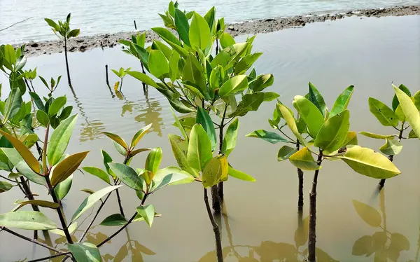 stock image Selective focus. Little mangrove tree growing out of the sand.