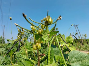 Yakın plan. Mavi gökyüzü arka planına sahip bir fasulye bitkisine asılmış sağlıklı yeşil fasulyeler..