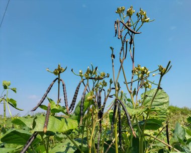 Yakın plan. Mavi gökyüzü arka planına sahip bir fasulye bitkisine asılmış sağlıklı yeşil fasulyeler..
