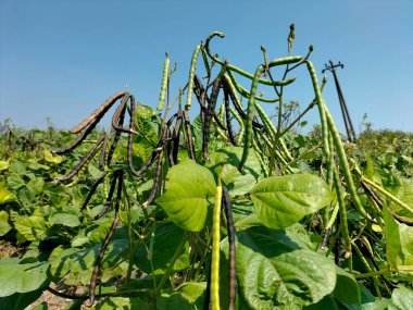 Yakın plan. Mavi gökyüzü arka planına sahip bir fasulye bitkisine asılmış sağlıklı yeşil fasulyeler..