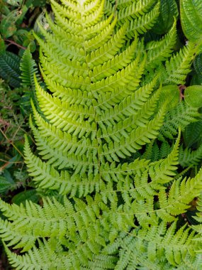 Closeup view of perennial ferns plants. Green leaf in the park. Indonesia. clipart