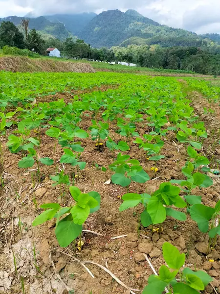 Soya fasulyesi bitkisinin yakın görüntüsü. Tarım. Büyümekte olan soya fasulyesi tarlaları. Endonezya.