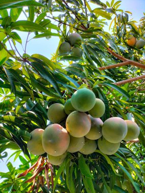 Olgun meyveli bir mango ağacının (Mangifera indica) alt manzarası. Büyüyen, yeşil, mango meyvesi çok lezzetli..