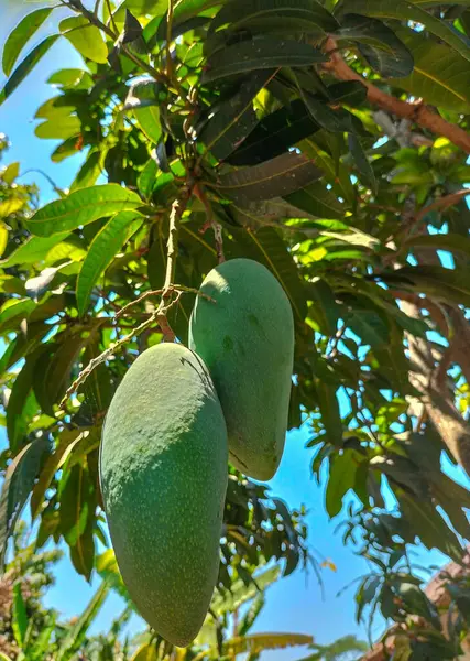 Seçici odaklanma. Bahçedeki ağaçta mango meyvesi. Yaprak arkaplanı olan iki kat mango.