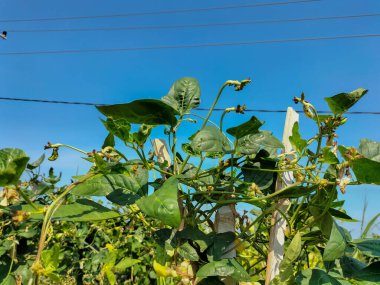 Fasulye çekirdeği (Phaseolus coccineus) fasulyelerde yetişir. Seçici odak.