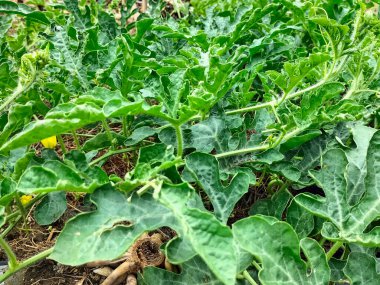 Bahçedeki taze karpuz bitkisi. Seçici odak.