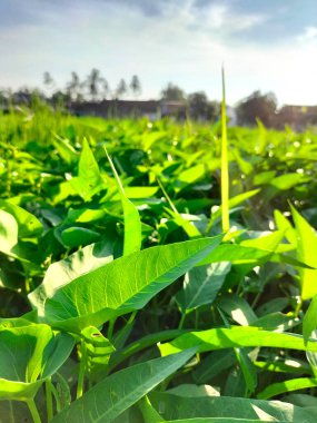 Seçici odaklanma. Kangkung, sebze türüne ait bir bitkidir ve yiyecek olarak yetiştirilir. Kangkung birçok pazarda satılır..