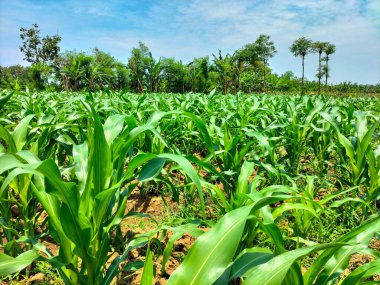 Yaz mevsiminde mısır tarlası. Meyveleri toplanmaya hazır genç mısır bitkileri, yiyecek olarak faydalar..