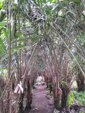 Ağaçta duran ve hasat edilmeye hazır meyvelerin yakın görüntüsü. Java diyarında Allah meyvesi.