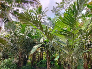 Ağaçta duran ve hasat edilmeye hazır meyvelerin yakın görüntüsü. Java diyarında Allah meyvesi.