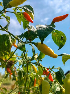Doğrudan ağaçtan gelen yoğun biberlerin görüntüsü. Bahçede mavi gökyüzüne karşı kırmızı ve kırmızı kırmızı ve sarı kırmızı kırmızı biber..