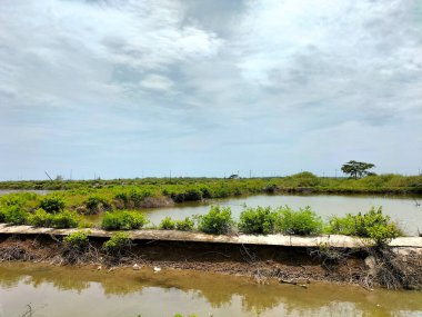 Seçici odaklanma. Kendal, Endonezya 'daki karides çiftliğinin hava manzarası. Büyüyen su ürünleri sektörü bu korunmasız yaşam alanını tehdit ediyordu..