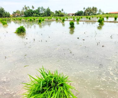 Endonezya 'nın yağmuru yapraklardaki taze pirinç fideleri açık yeşildir. Seçici odak.