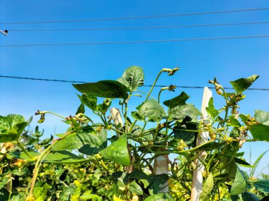 Seçici odaklanma. Bezelye bitkileri sebze bahçesinde büyüyor..