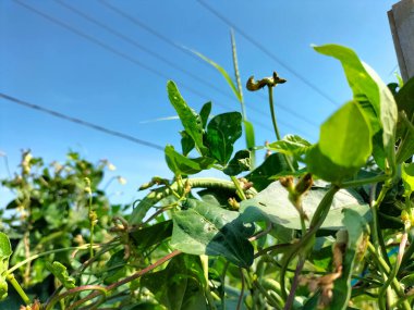 Seçici odaklanma. Bezelye bitkileri sebze bahçesinde büyüyor..