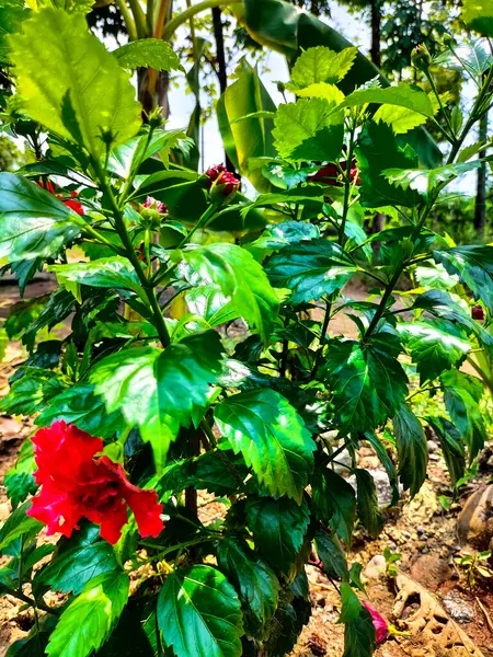 stock image Close-up. Red hibiscus flowers  are so nice. The flowers are large, red and odorless.