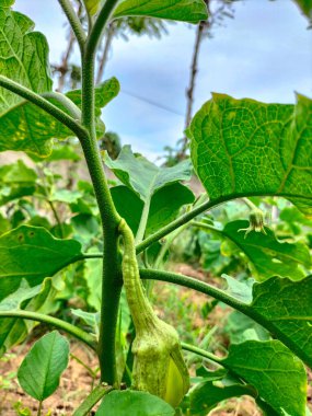 Seçici odaklanma. Ağaçta yeşil patlıcan. Bahçede hasat için yeşil patlıcan hazır..
