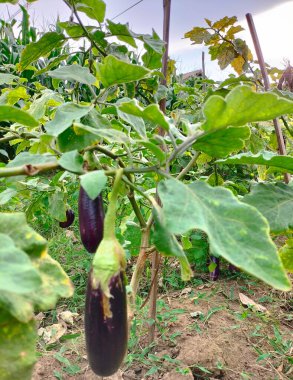 Yakın çekim. Bahçede yetişen mor uzun patlıcanlar. Mavi gökyüzü arka planına sahip organik sebze çiftliği.