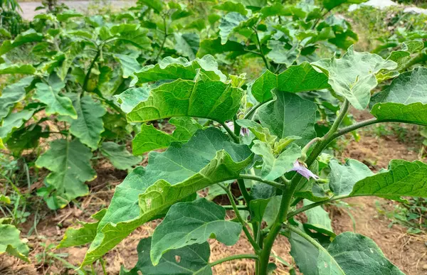 stock image Selective focus. Green eggplant on the tree. Green eggplant ready for harvest in the garden.