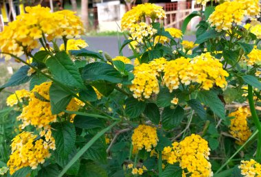 Kapatın. Batı Hint Lantana 'sının sarı çiçeği, Lantana Camara' nın renkli çiçekleri. Çiçek arka planı.