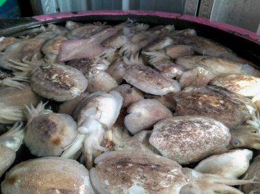 Ahtapotun yakın çekim görüntüsü buz kutusuna yerleştirilmiş. Pazarda taze ahtapotu kutuda tut. Tamamı çiğ ahtapot. Tazelik.