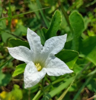 Seçici odaklanma. Coccinia grandis, sarmaşık kabağı. Kızıl kabak çiçeği olarak da bilinir. Endonezya 'nın doğa bahçesinde beyaz kakusinya grandis çiçeği.