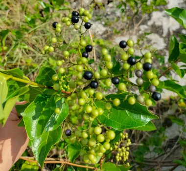 Tıbbi ya da bitkisel bitkilere yakından bak. Rauvolfia Serpentina meyvesi, bitki ve yapraklar. Hindistan 'da yılan ayağı, şeytan biberi ya da sarpagandha olarak bilinir..