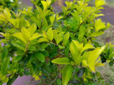 Seçici odaklanma. Duranta erecta genellikle Endonezya 'da çit ya da sınır fabrikası olarak kullanılan bir tür süs çitidir..