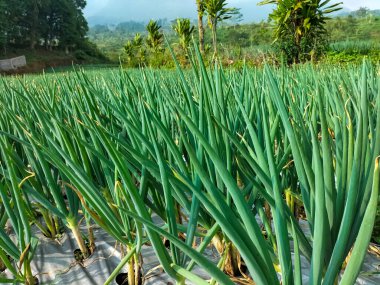 Seçici odaklanma. Dağın eteğindeki pırasa bahçesi. Kuru toprakta büyüyen pırasalar.
