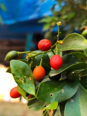 Murraya Paniculata ya da Orange Jessamine kırmızı meyvelerinin yakın görüntüsü. Arka planı bulanık olan açık hava tropikal bitkileri.