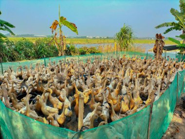 Kahverengi ördekler. Endonezya, Kendal köyünde çiftlik ördekleri.