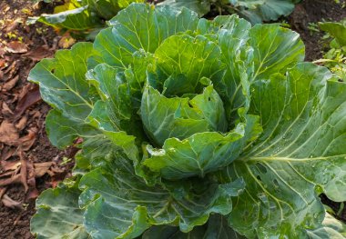 Lahana ya da lahana yapraklı yeşil bir bitkidir. Yoğun yapraklı kafaları için yıllık bir sebze mahsulü olarak yetiştirilir. Endonezya 'nın Ungaran kırsalında popüler bir tarım ürünüdür..