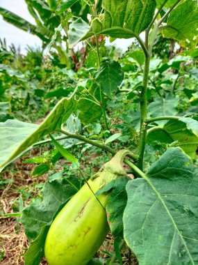 Yeşil, uzun patlıcan. Patlıcan sebzesi. Bahçede yetişen yeşil patlıcan. Seçici odak.