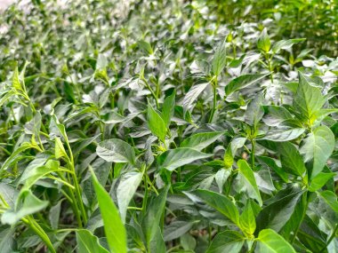 Seçici odaklanma. Kuş gözü biber filizleri her birinin yanında yetişir. Taze..