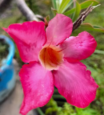 Kırmızı adenyum obesum çiçeği, güzel ve mükemmel kırmızı çiçekler, neryum obesum, adenyum arabicum, adenyum multiflorum, lili impala, adenyum swazicum