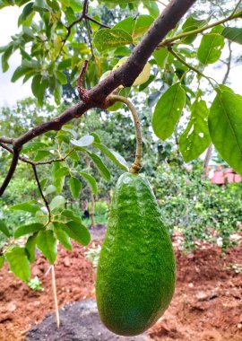 Seçici odaklanma. Avokado ağacı ve avokado meyvesi meyve bahçesinde yetişir. Gökyüzü arkaplanı.