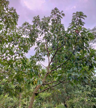 Seçici odaklanma. Avokado ağacı ve avokado meyvesi meyve bahçesinde yetişir. Gökyüzü arkaplanı.